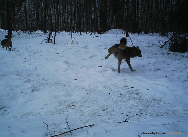 Волк метит территорию в зоне отчуждения ЧАЭС